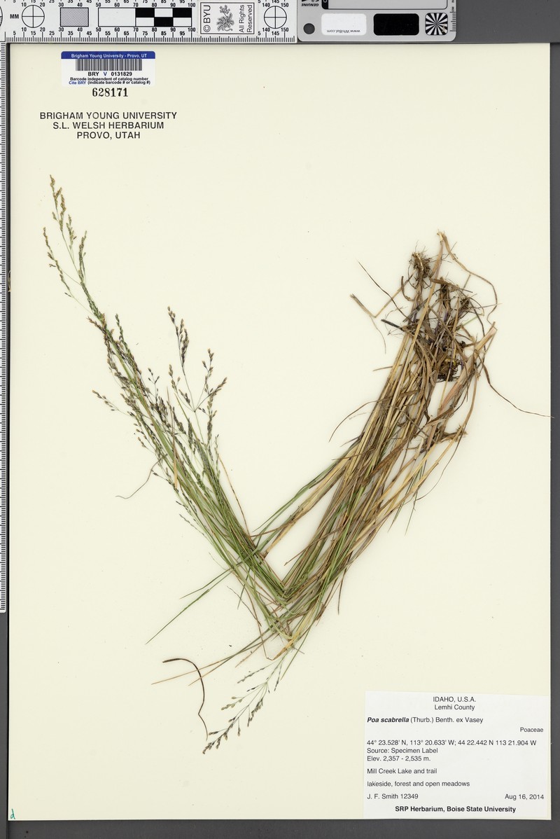 Poa secunda var. scabrella photo 4