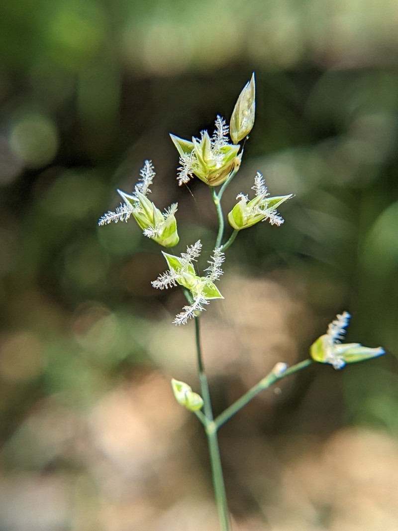 Sierra Bluegrass photo 7