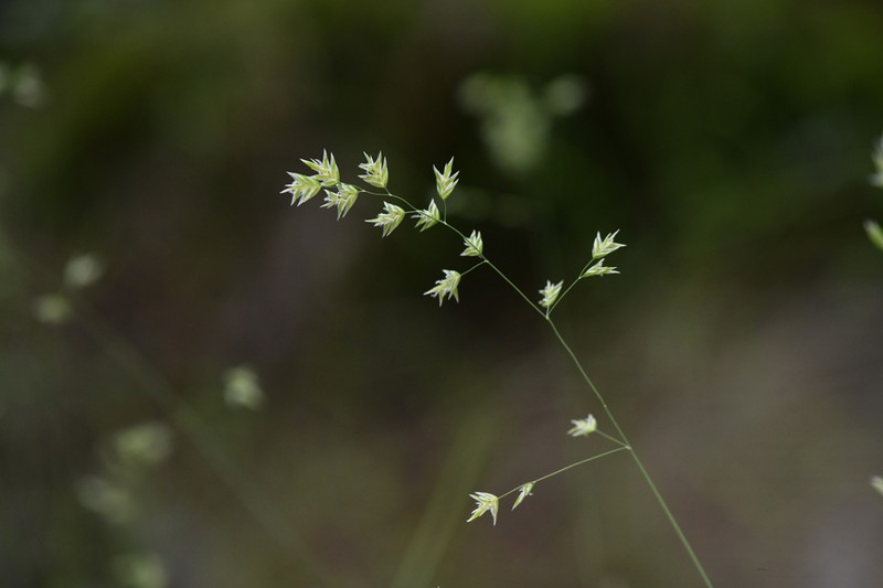 Sierra Bluegrass photo 8