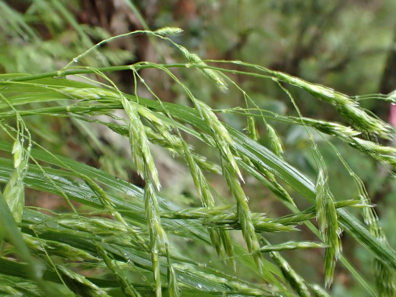 Kauai Bluegrass photo 2