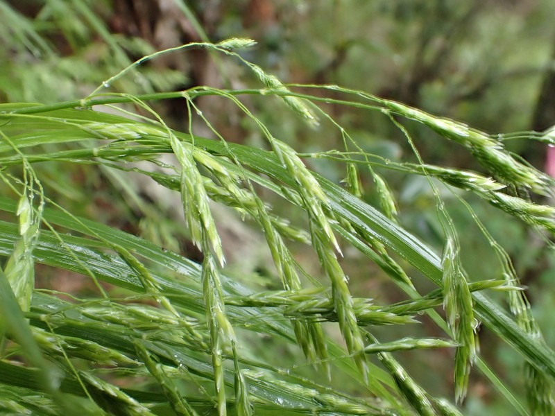Kauai Bluegrass photo 5