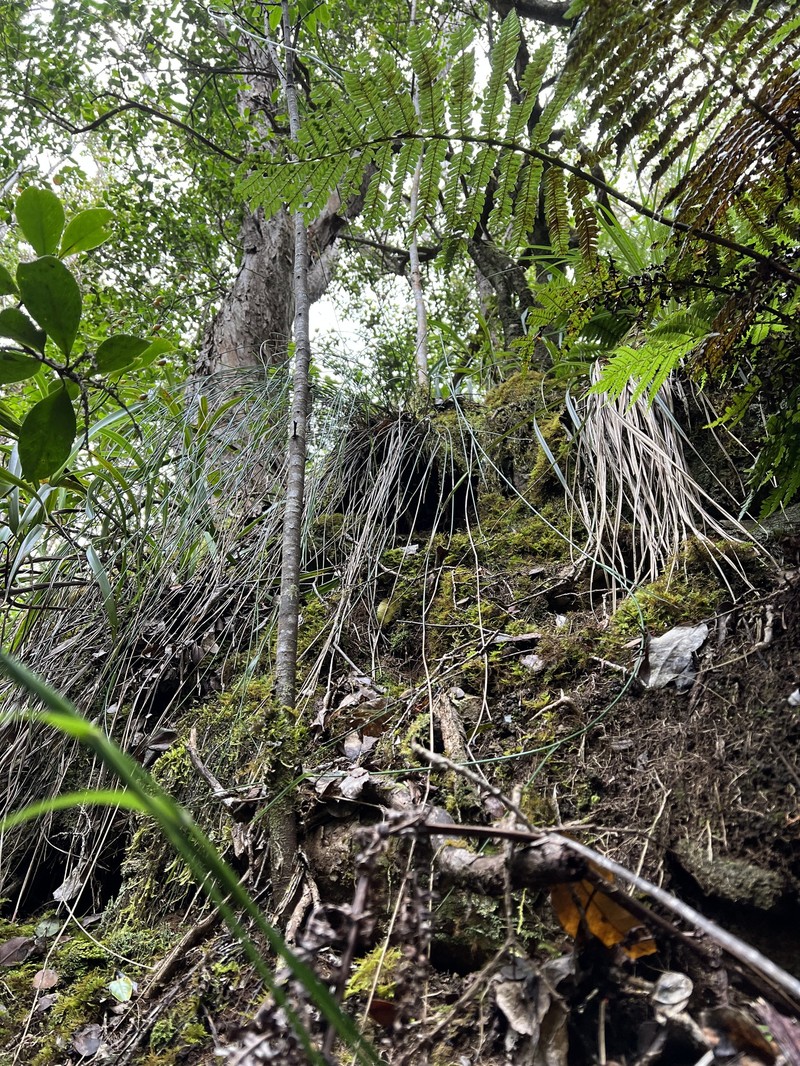 Kauai Bluegrass photo 6