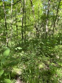 Woodland Bluegrass