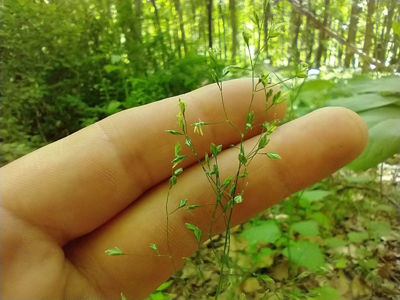 Woodland Bluegrass photo 3