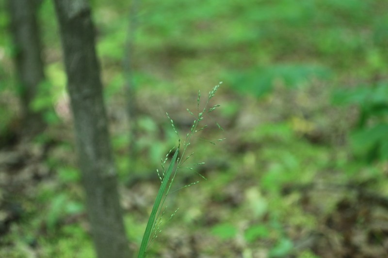 Woodland Bluegrass photo 7