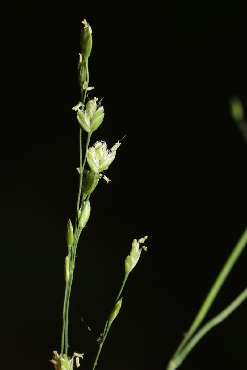 Woodland Bluegrass photo 8