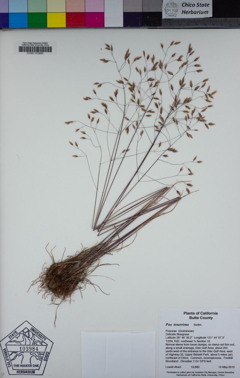 Delicate Bluegrass photo 4