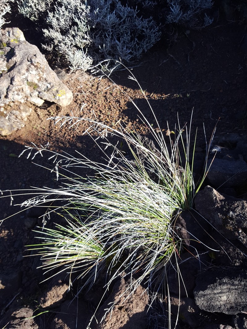Poa teretifolia