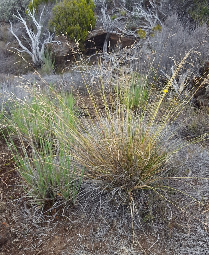 Poa teretifolia photo 2