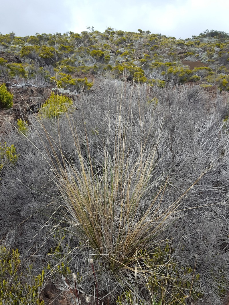 Poa teretifolia photo 4