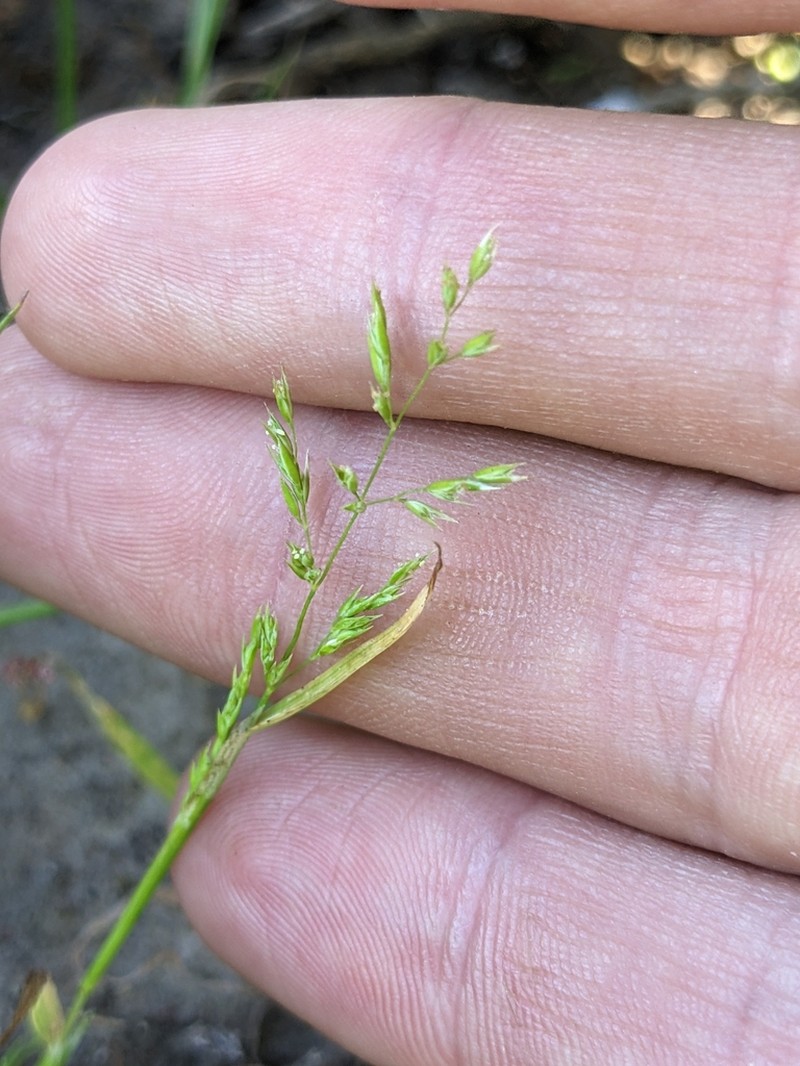 Catalina Grass