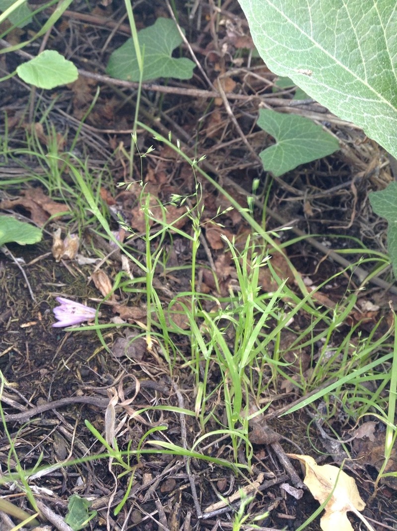 Catalina Grass photo 2