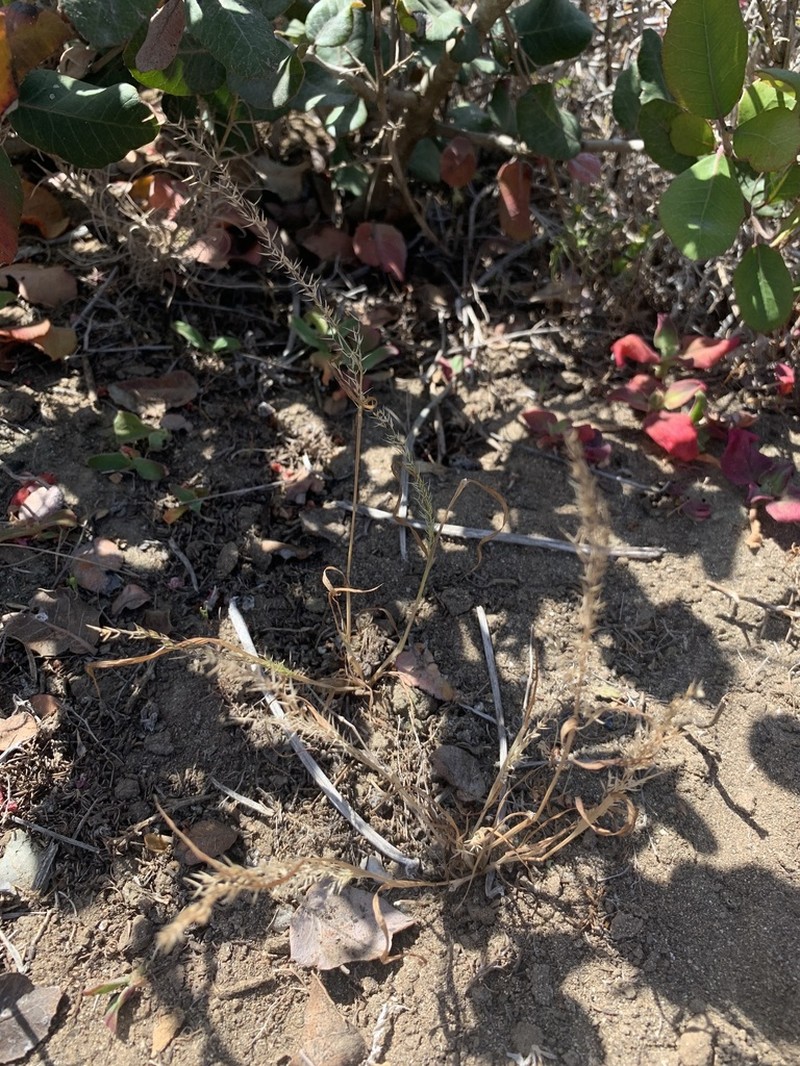 Catalina Grass photo 3