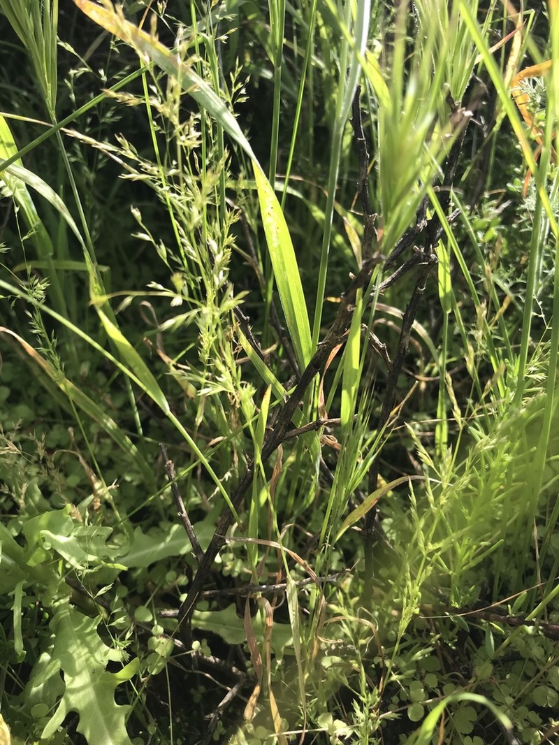 Catalina Grass photo 4