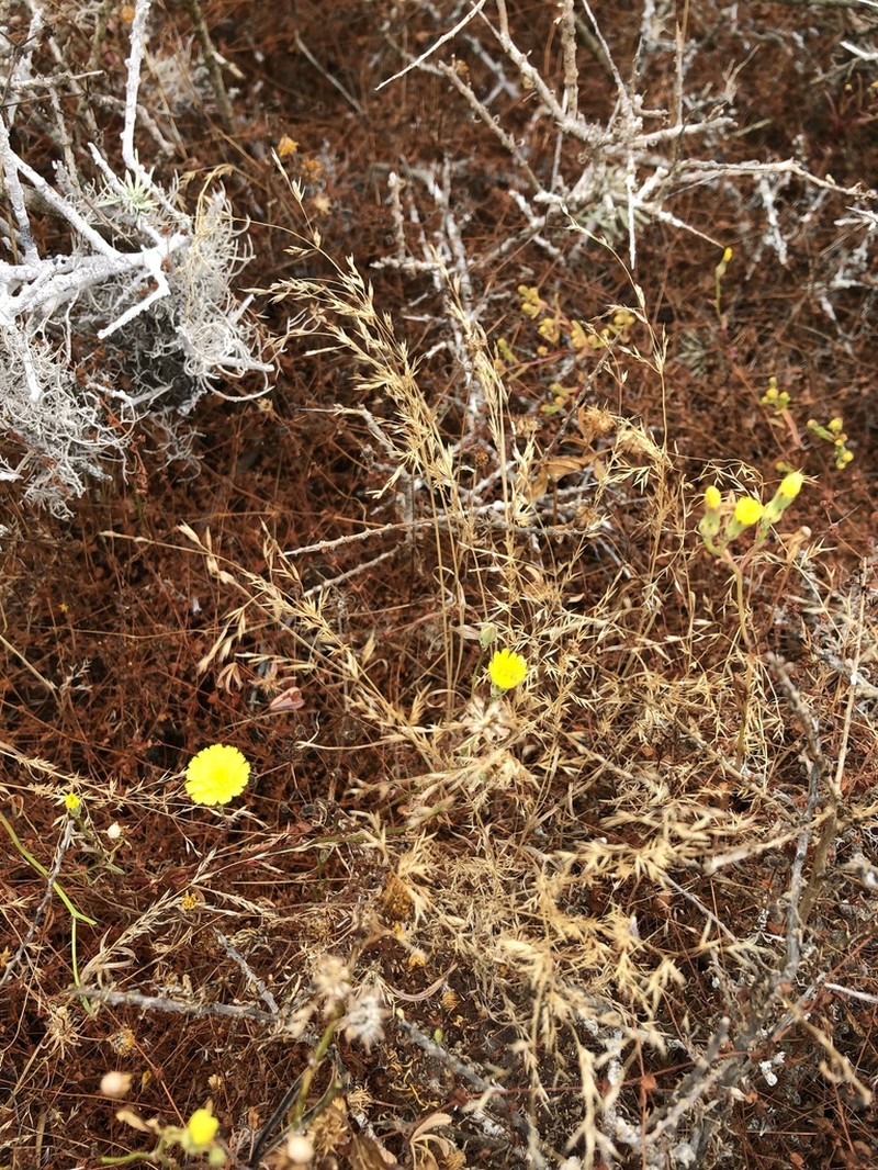 Catalina Grass photo 5