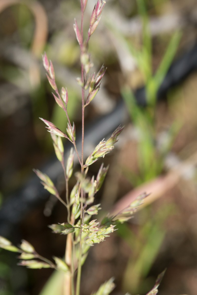 Catalina Grass photo 6