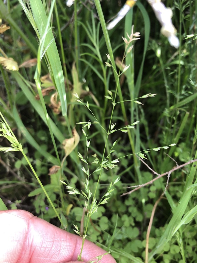 Catalina Grass photo 7