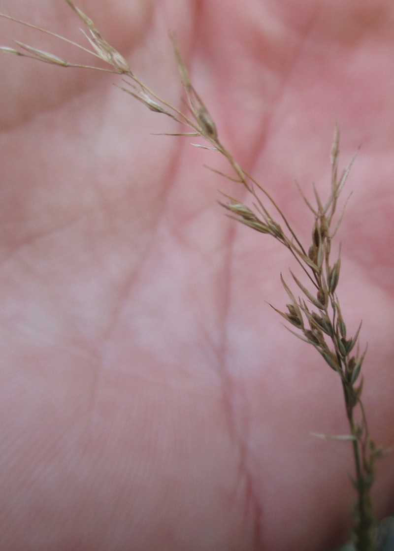 Catalina Grass photo 8