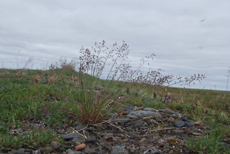 Poa tolmatchewii