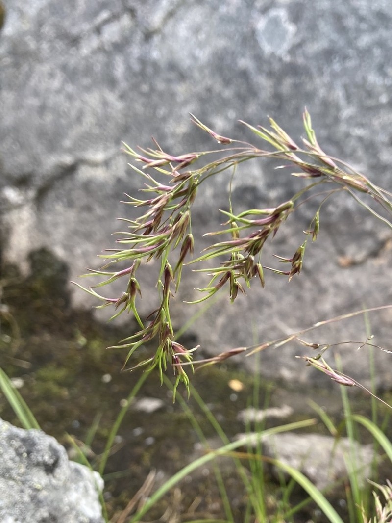 Poa tolmatchewii photo 2