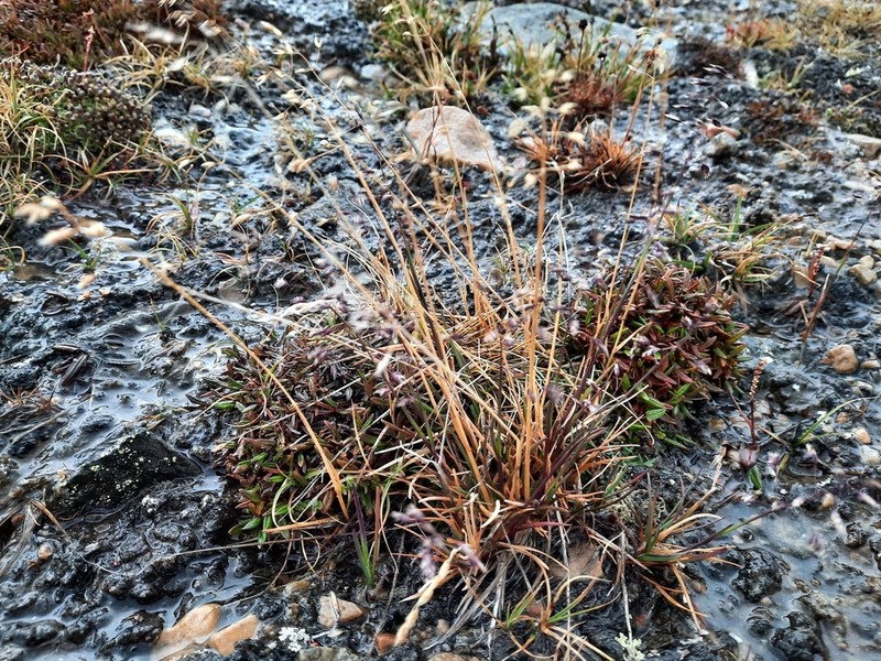 Poa tolmatchewii photo 4