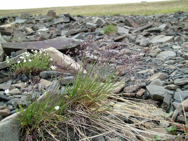 Poa tolmatchewii photo 5