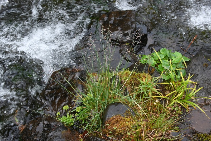 Poa tolmatchewii photo 6