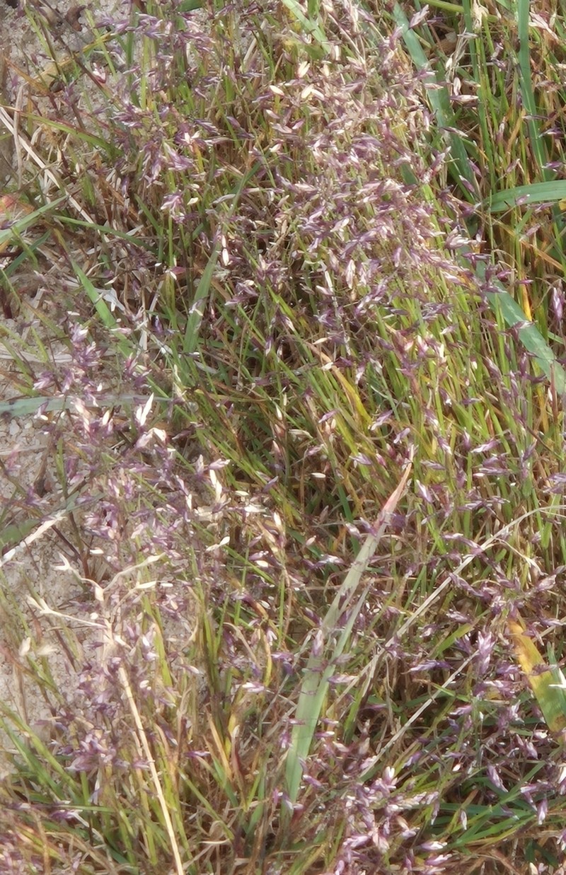 Poa tolmatchewii photo 7