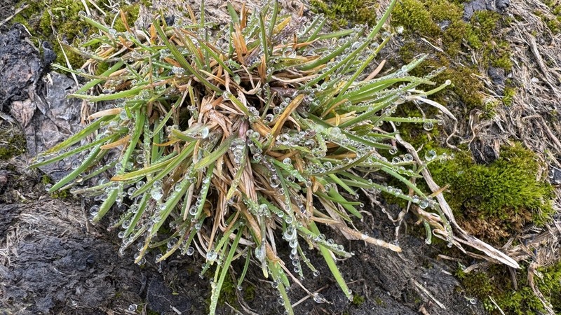 Poa tolmatchewii photo 8
