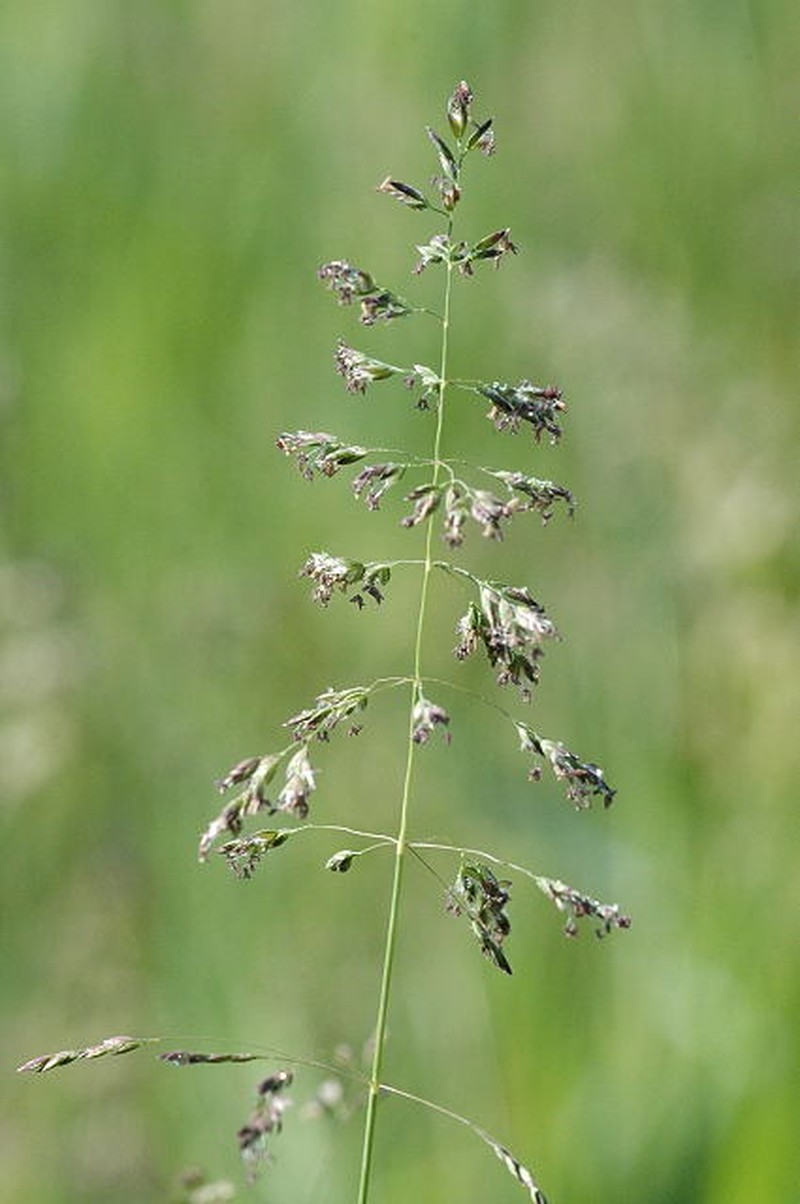 Rough Bluegrass photo 5