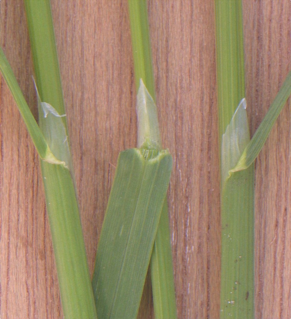 Rough Bluegrass photo 6