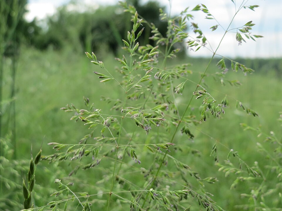 Rough Bluegrass photo 7