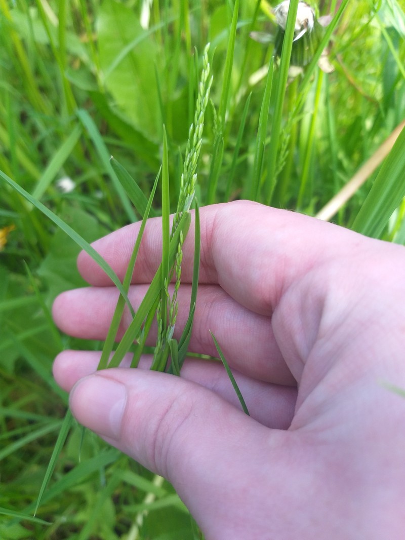 Rough Bluegrass photo 2