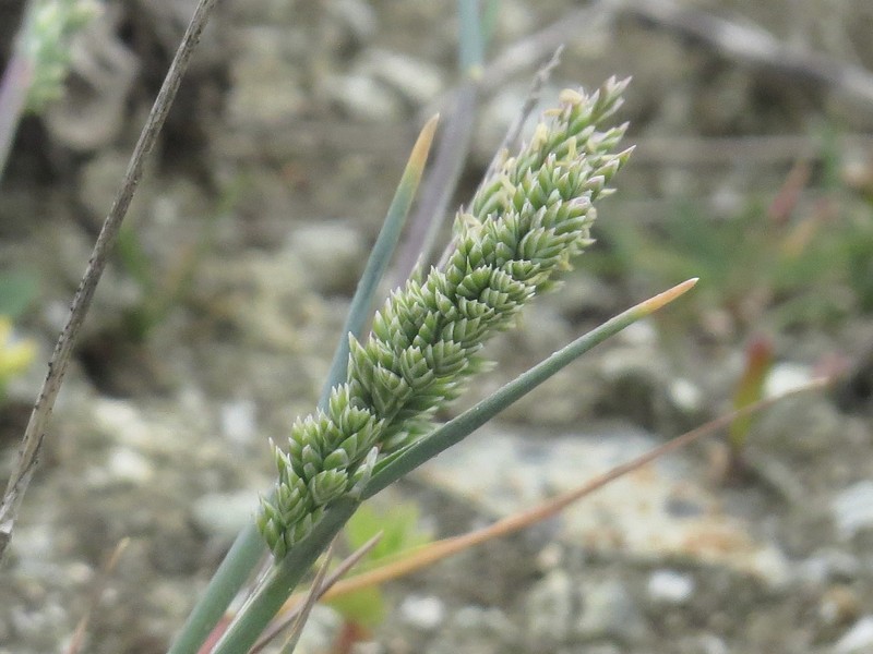 Poa unilateralis subsp. unilateralis