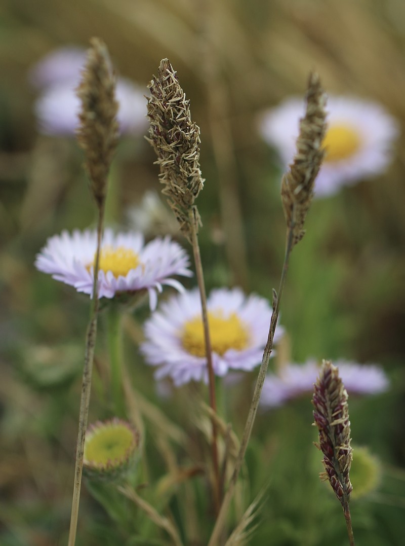 Poa unilateralis subsp. unilateralis photo 2