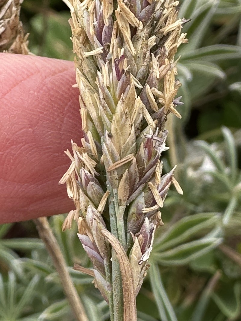 Poa unilateralis subsp. unilateralis photo 4