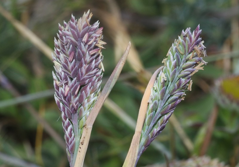 Poa unilateralis subsp. unilateralis photo 5