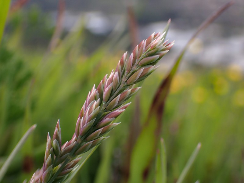 Poa unilateralis subsp. unilateralis photo 6
