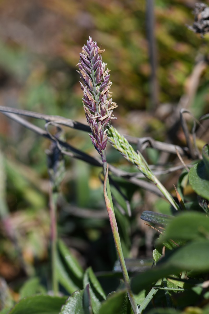 Poa unilateralis subsp. unilateralis photo 7