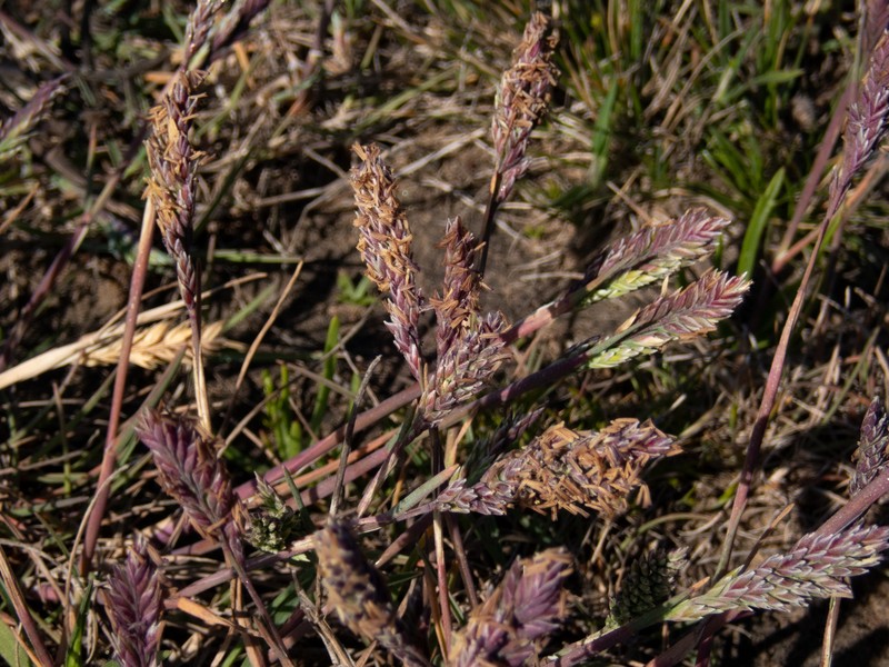 Poa unilateralis subsp. unilateralis photo 8