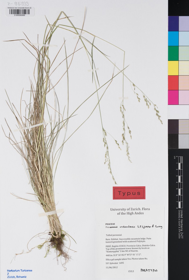 Poa urubambensis