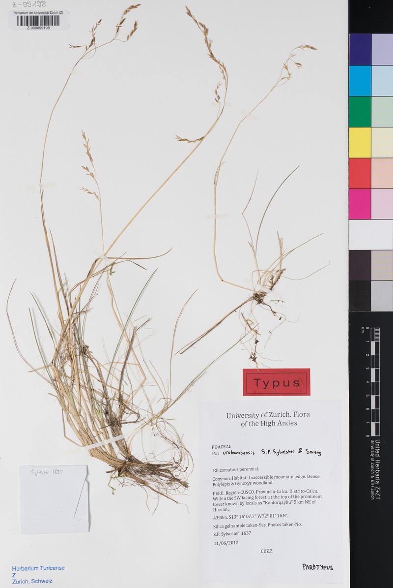 Poa urubambensis photo 2