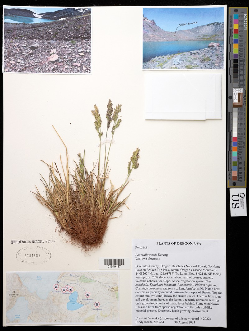 Poa wallowensis photo 2