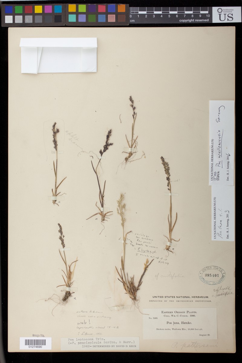 Poa wallowensis