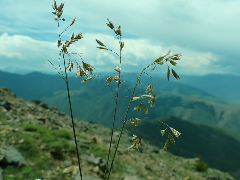 Wheeler's Bluegrass photo 3