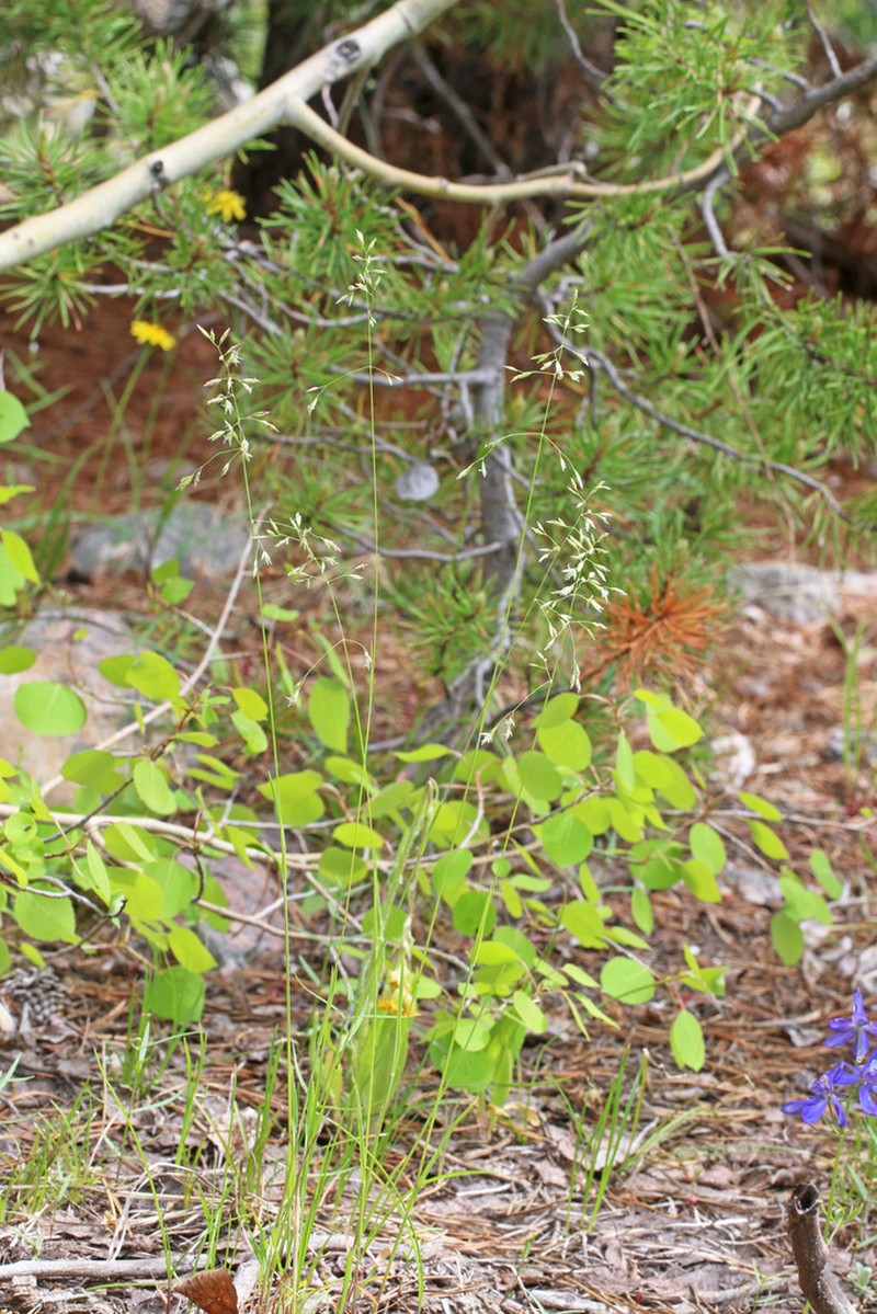 Wheeler's Bluegrass photo 6