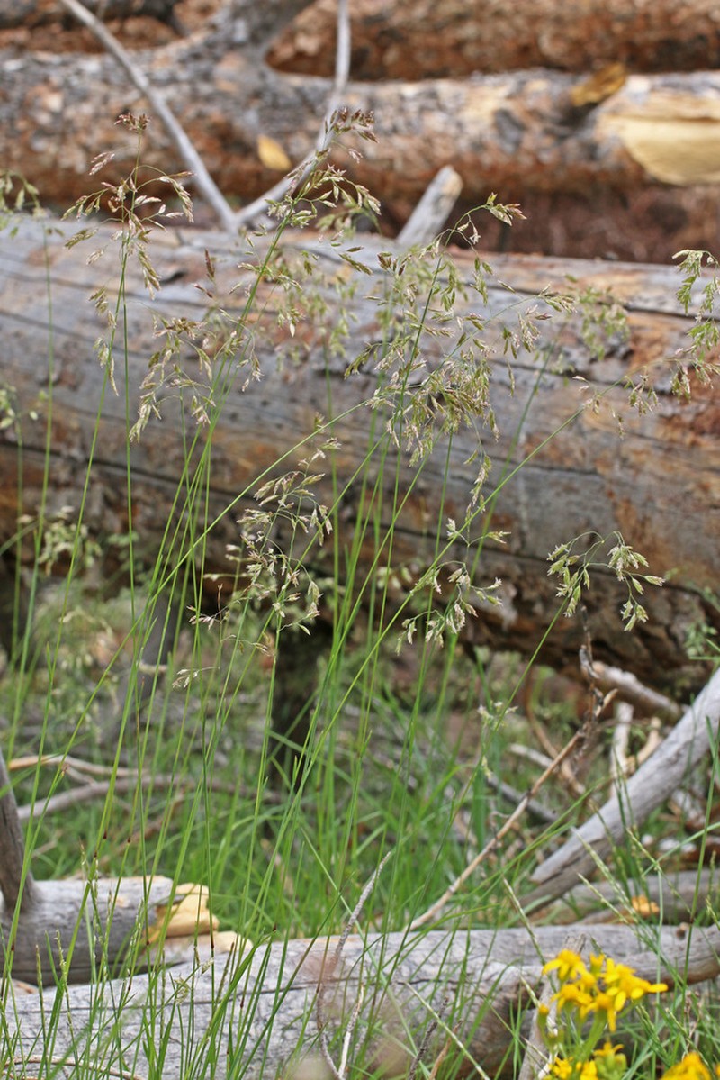 Wheeler's Bluegrass photo 7