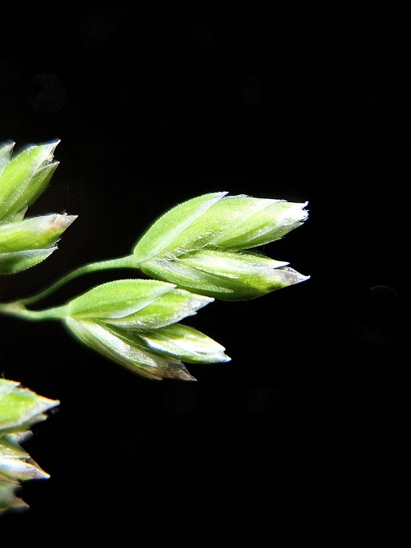 Wolf's Bluegrass photo 7