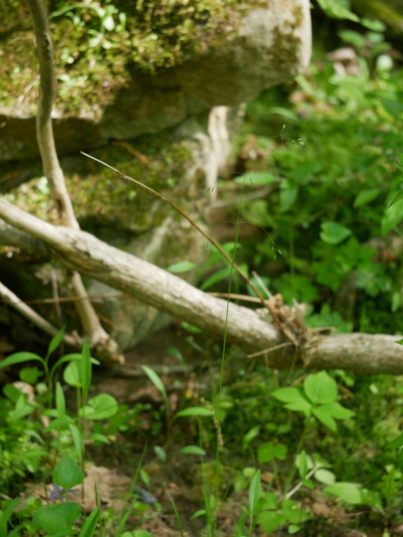Wolf's Bluegrass photo 8