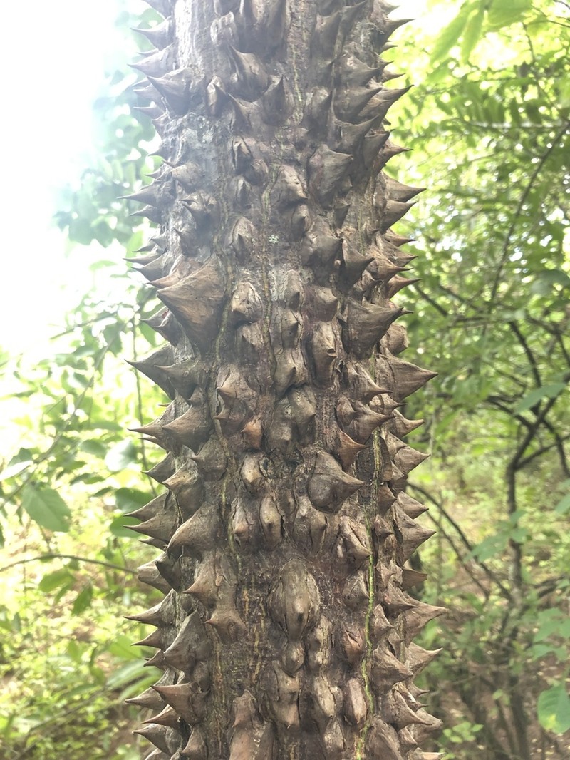 Pochota fendleri photo 2